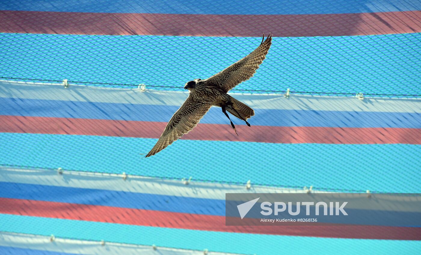 Russia Falcon Centre