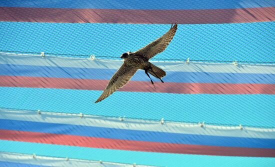 Russia Falcon Centre