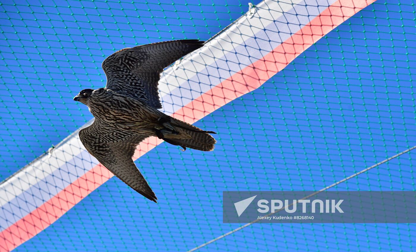 Russia Falcon Centre