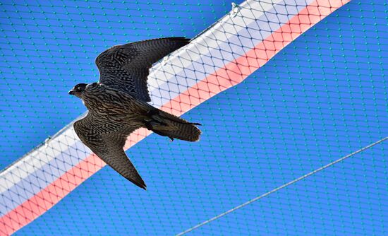 Russia Falcon Centre