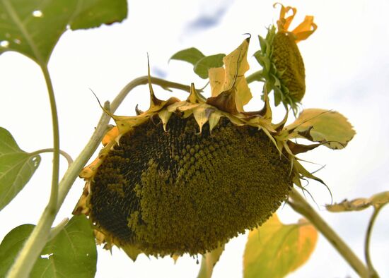 Ukraine Russia Military Operation Sunflower Harvesting