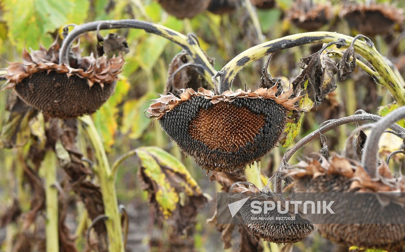 Ukraine Russia Military Operation Sunflower Harvesting