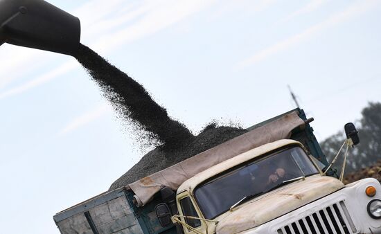 Ukraine Russia Military Operation Sunflower Harvesting