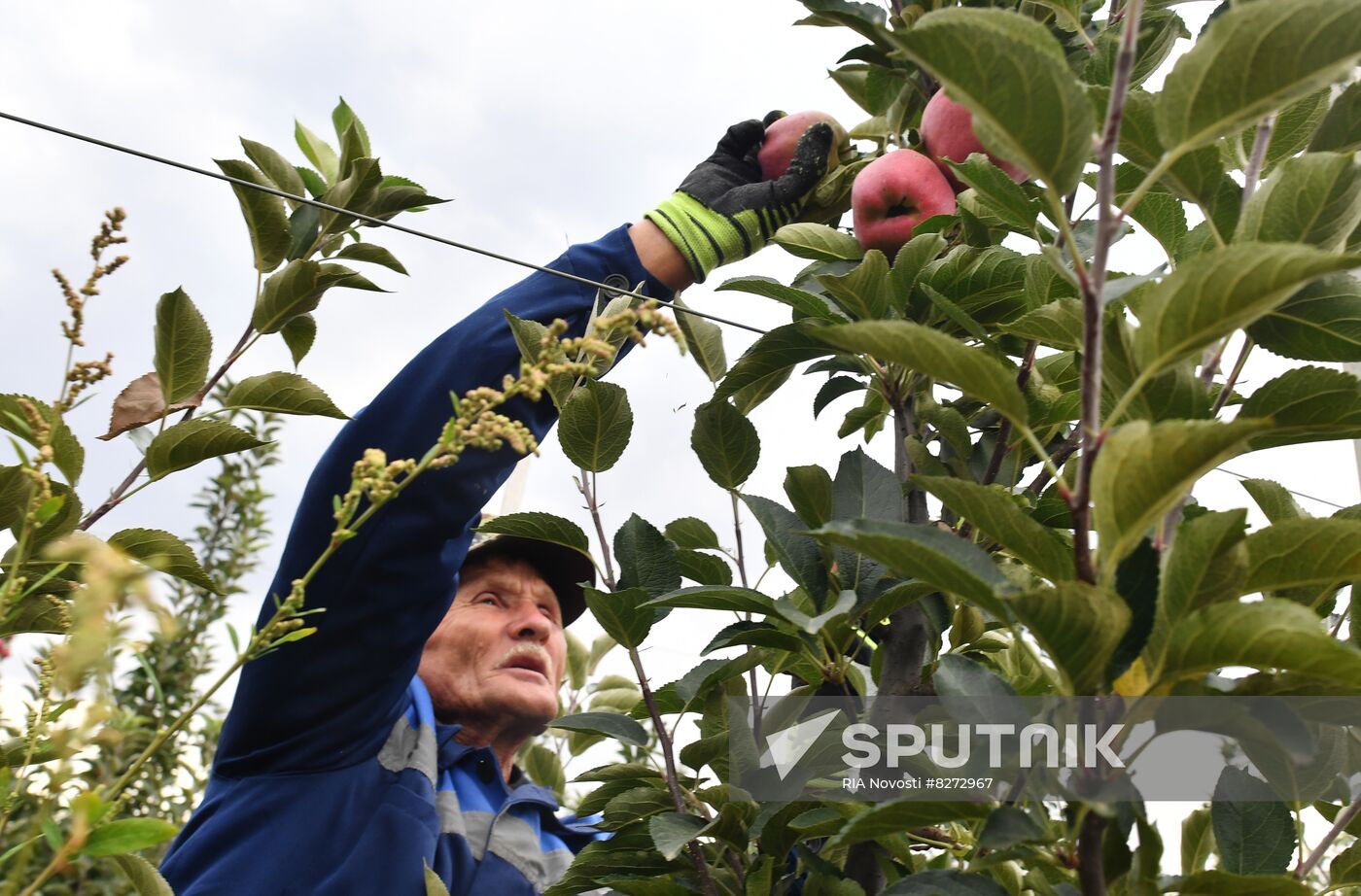 DPR Russia Ukraine  Military Operation Apple Harvesting