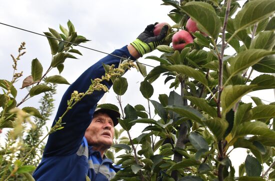DPR Russia Ukraine  Military Operation Apple Harvesting
