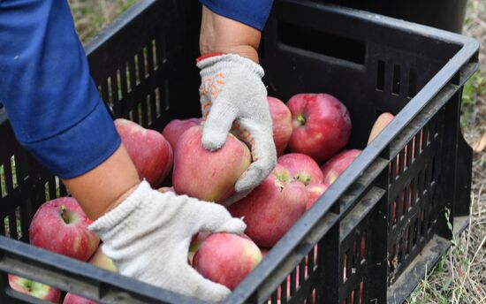 DPR Russia Ukraine  Military Operation Apple Harvesting