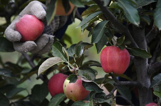 DPR Russia Ukraine  Military Operation Apple Harvesting