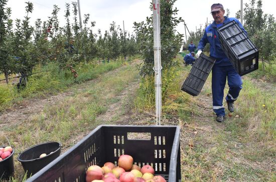 DPR Russia Ukraine  Military Operation Apple Harvesting