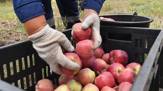 DPR Russia Ukraine  Military Operation Apple Harvesting