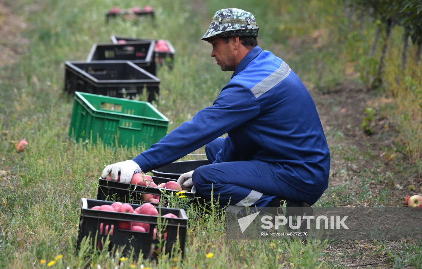 DPR Russia Ukraine Military Operation Apple Harvesting