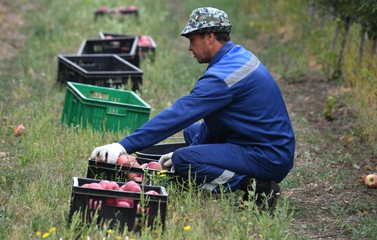 DPR Russia Ukraine  Military Operation Apple Harvesting