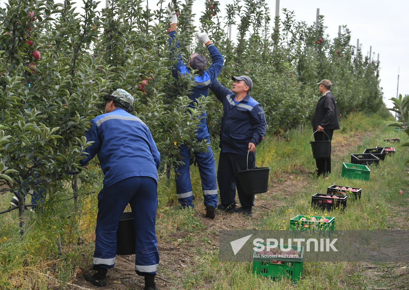 DPR Russia Ukraine  Military Operation Apple Harvesting
