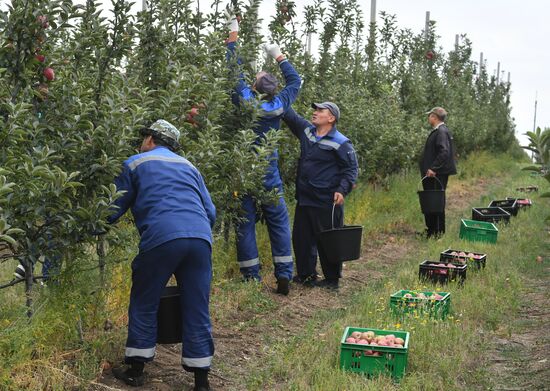DPR Russia Ukraine  Military Operation Apple Harvesting