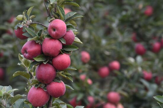 DPR Russia Ukraine  Military Operation Apple Harvesting