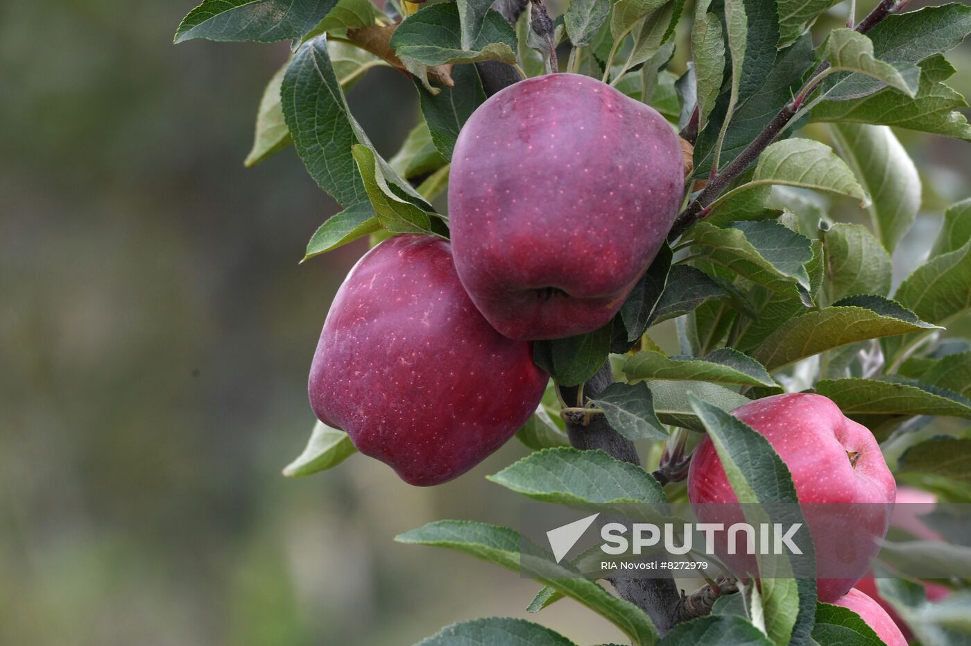 DPR Russia Ukraine Military Operation Apple Harvesting