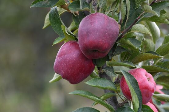 DPR Russia Ukraine  Military Operation Apple Harvesting