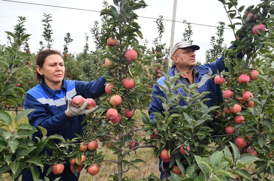 DPR Russia Ukraine  Military Operation Apple Harvesting