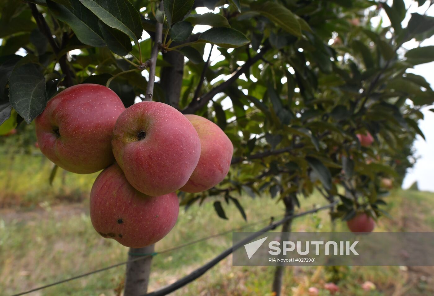 DPR Russia Ukraine  Military Operation Apple Harvesting