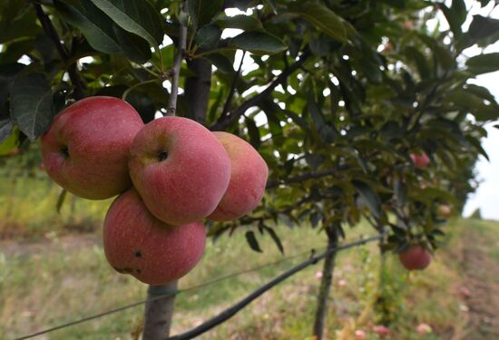 DPR Russia Ukraine  Military Operation Apple Harvesting