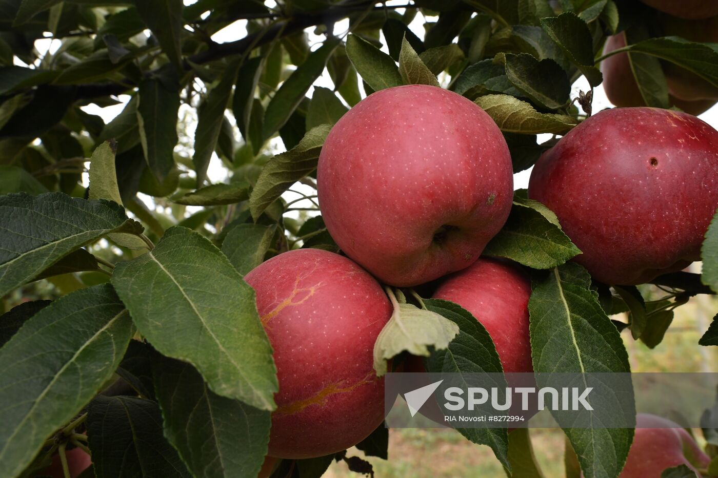 DPR Russia Ukraine Military Operation Apple Harvesting