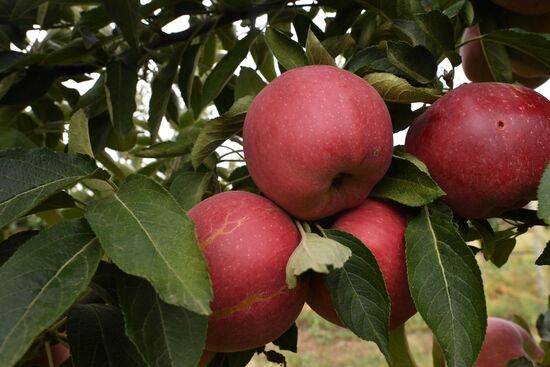 DPR Russia Ukraine  Military Operation Apple Harvesting