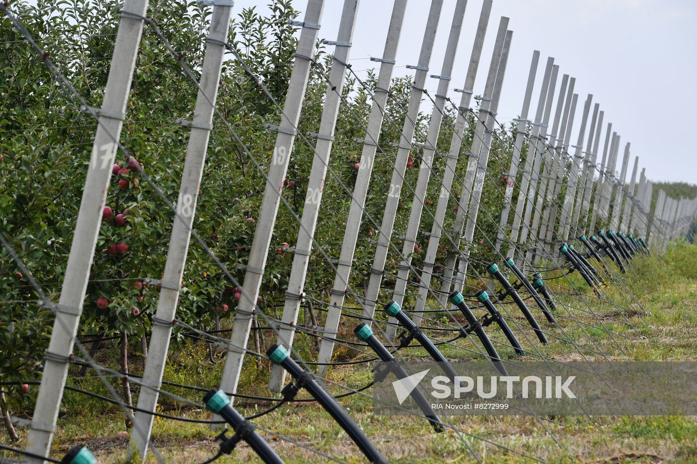DPR Russia Ukraine Military Operation Apple Harvesting