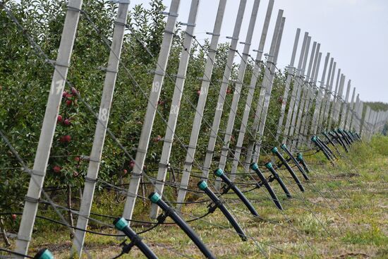 DPR Russia Ukraine  Military Operation Apple Harvesting