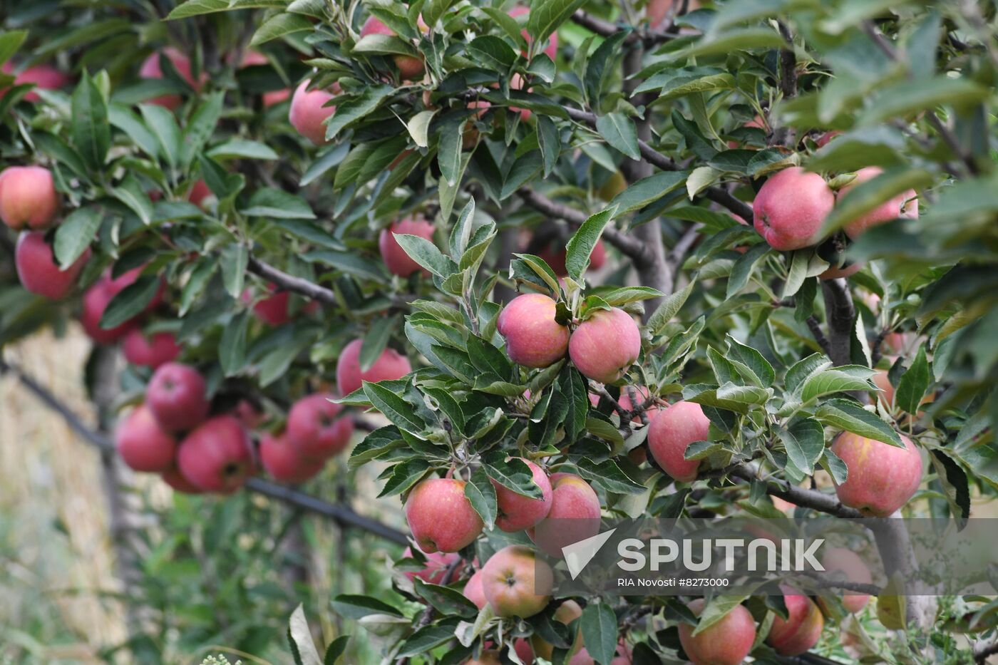 DPR Russia Ukraine  Military Operation Apple Harvesting