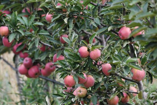 DPR Russia Ukraine  Military Operation Apple Harvesting
