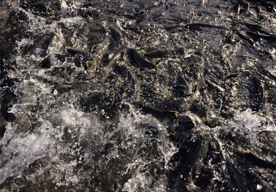 Fish farm on River Tumany