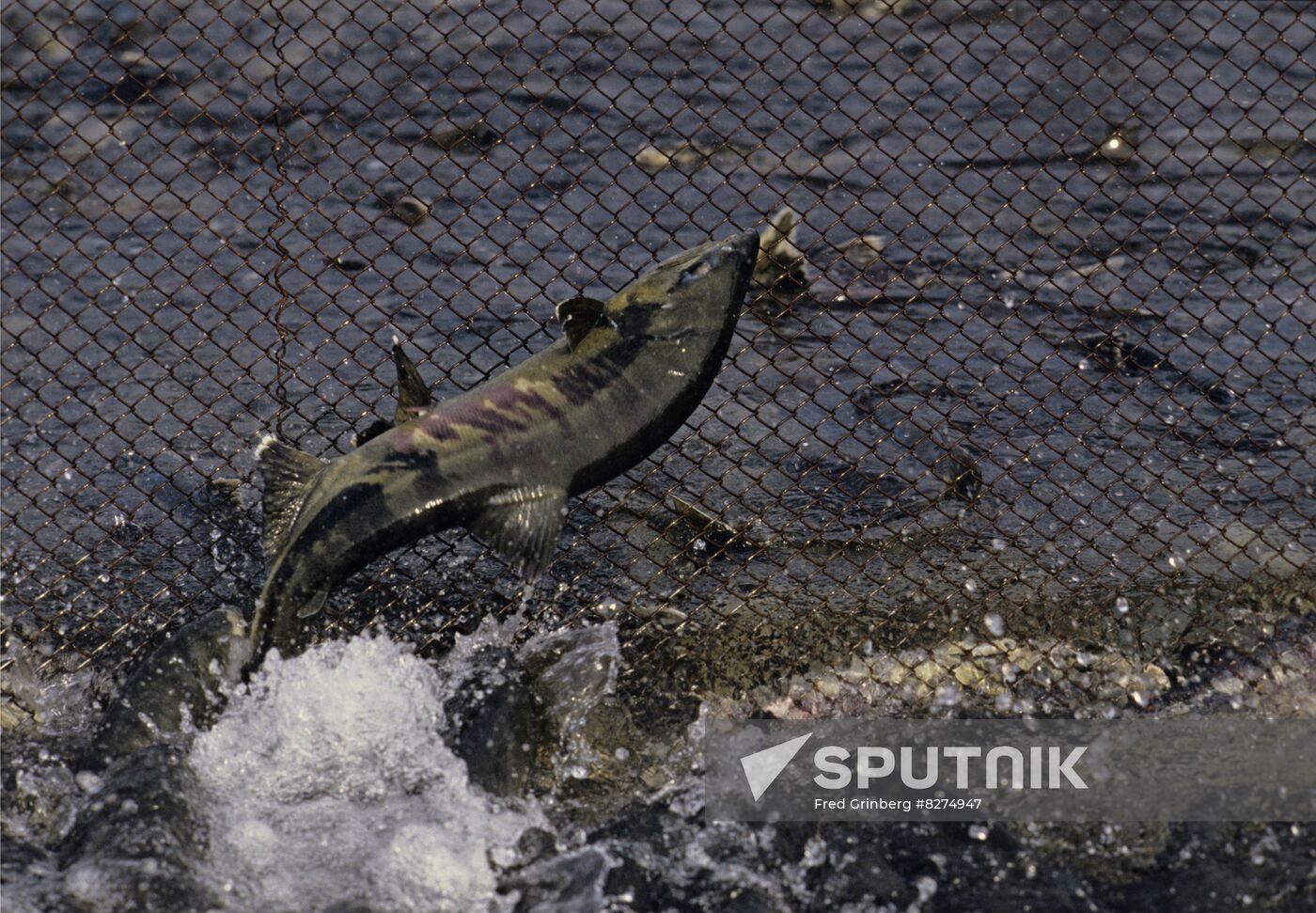 Fish farm on River Tumany