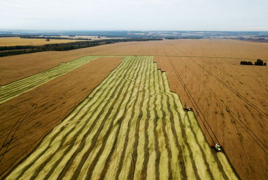 Russia Agriculture Harvesting