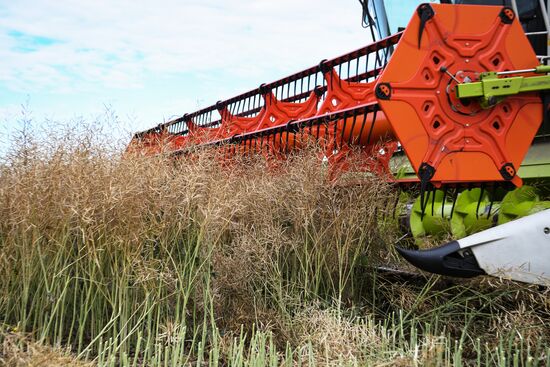 Russia Agriculture Harvesting