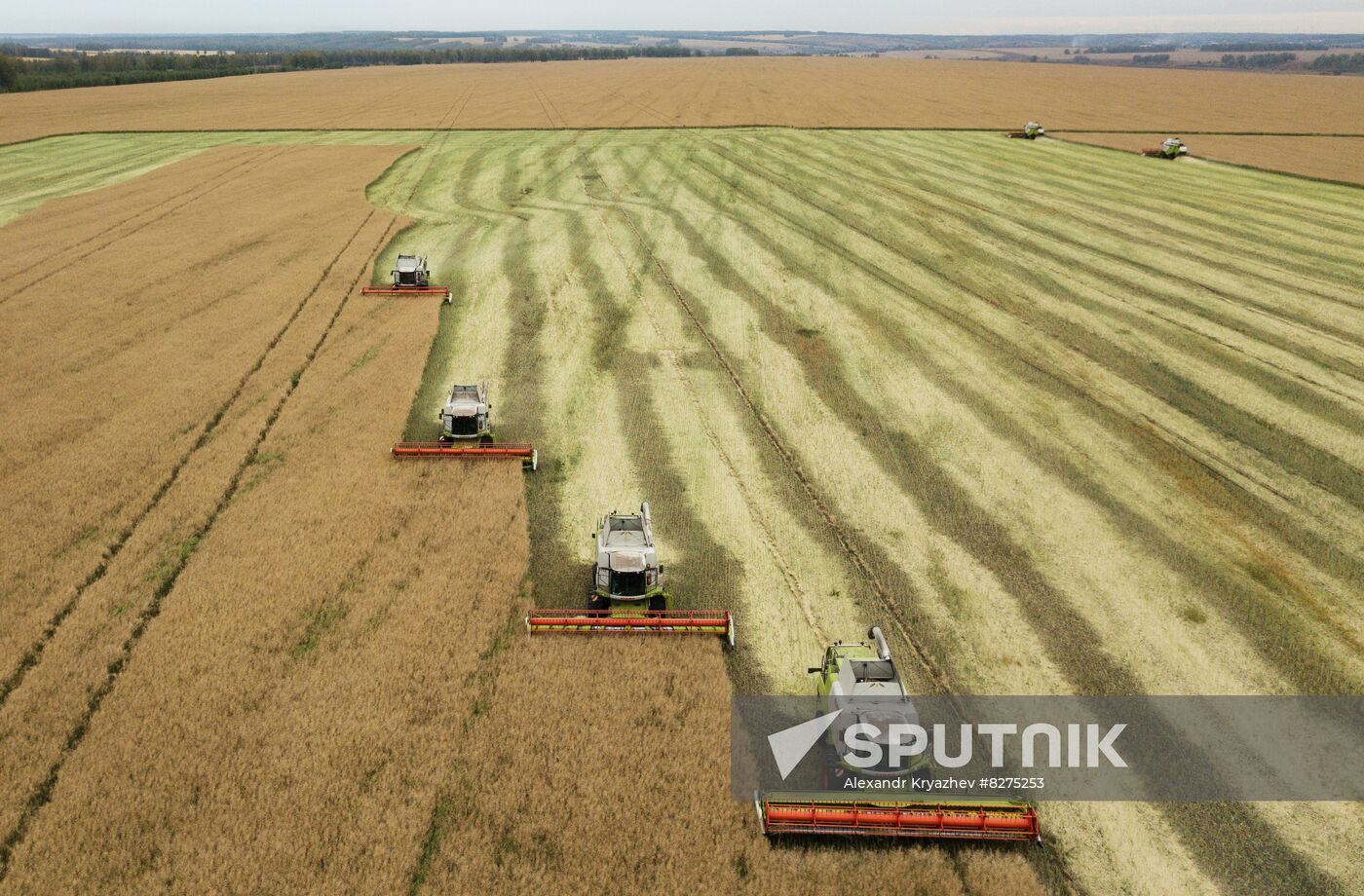 Russia Agriculture Harvesting