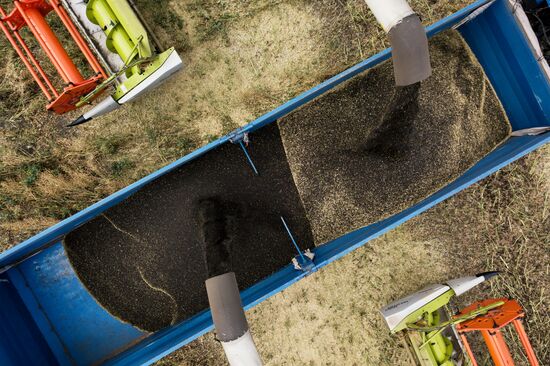 Russia Agriculture Harvesting