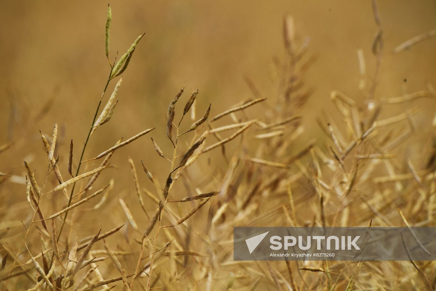 Russia Agriculture Harvesting