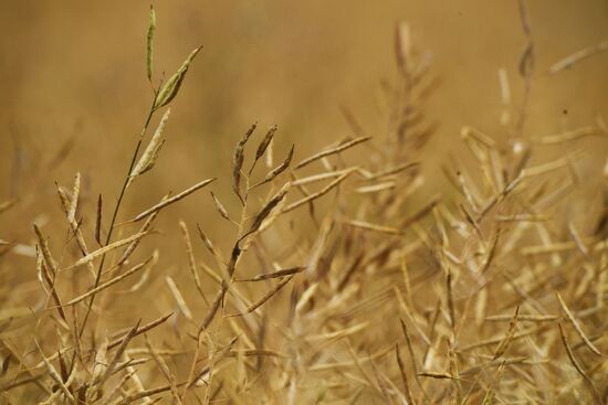 Russia Agriculture Harvesting