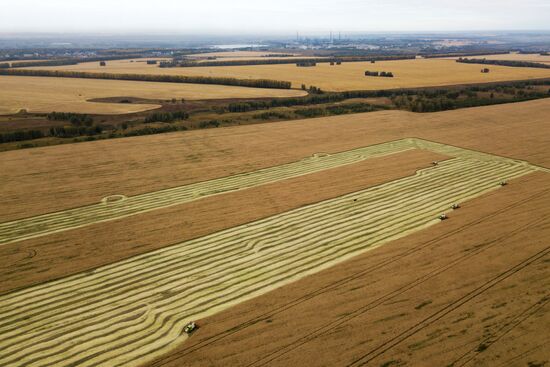 Russia Agriculture Harvesting
