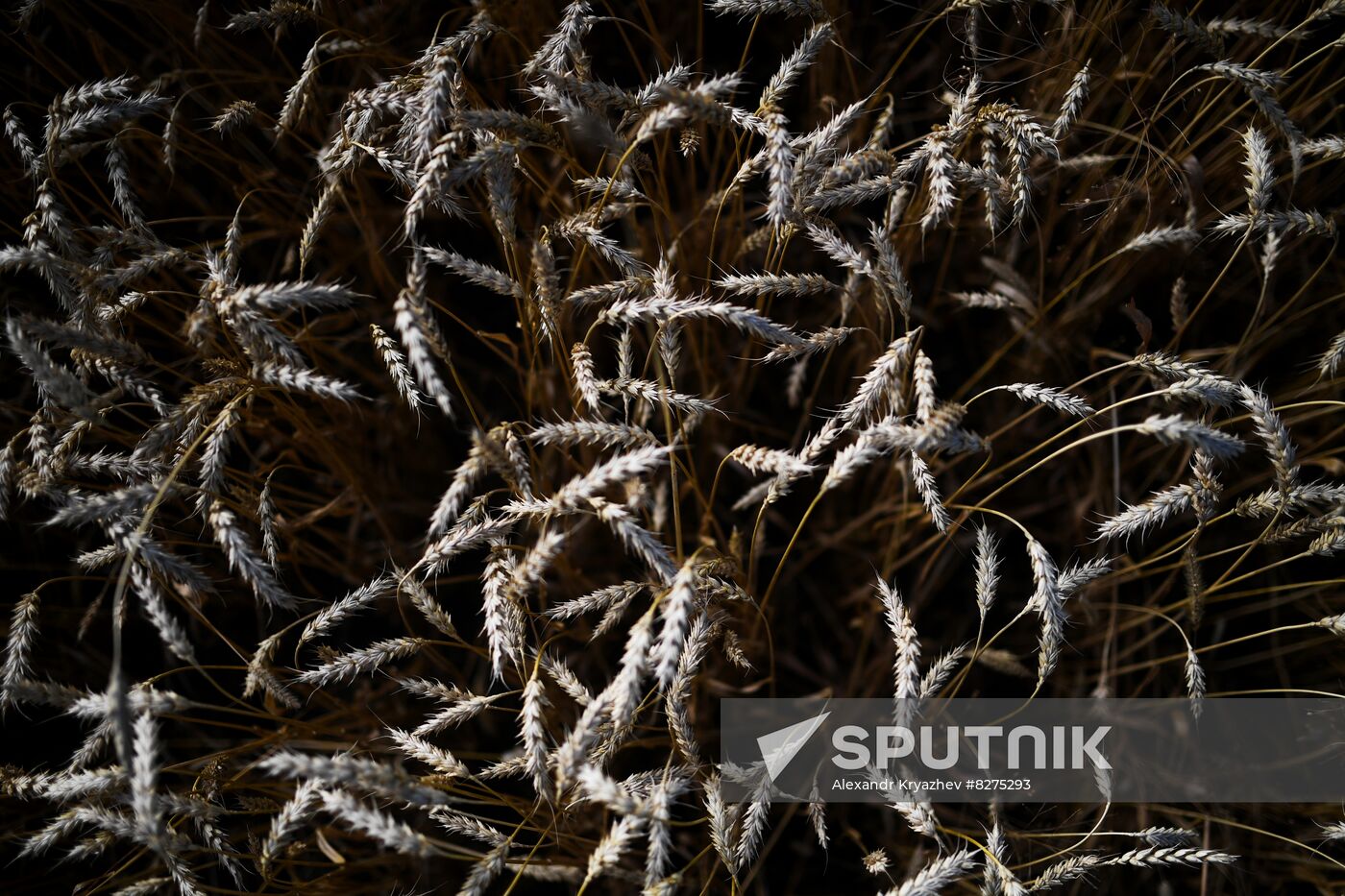 Russia Agriculture Harvesting