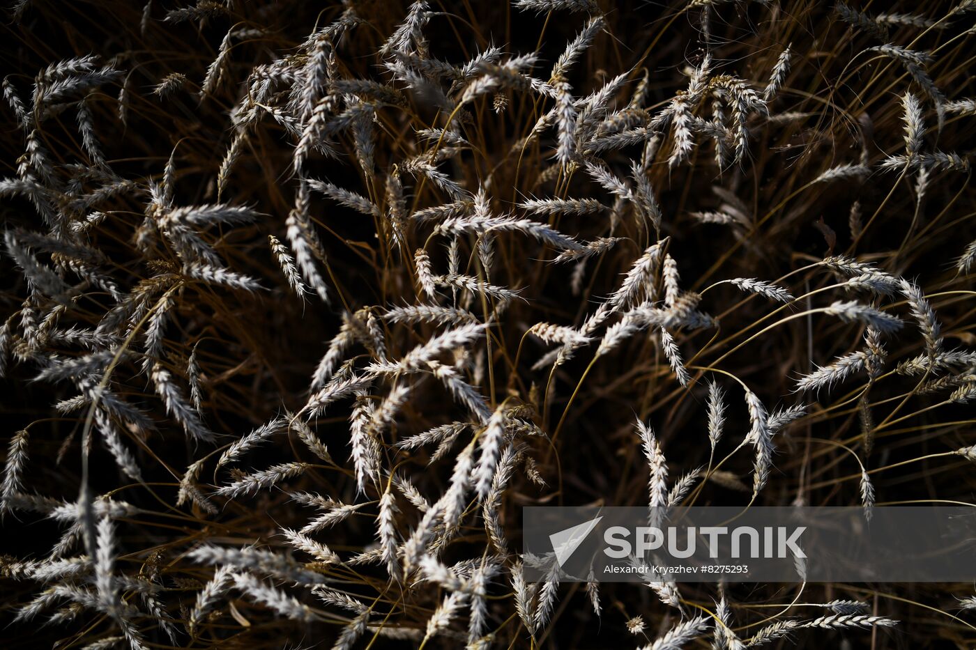 Russia Agriculture Harvesting