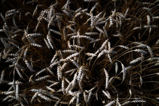Russia Agriculture Harvesting