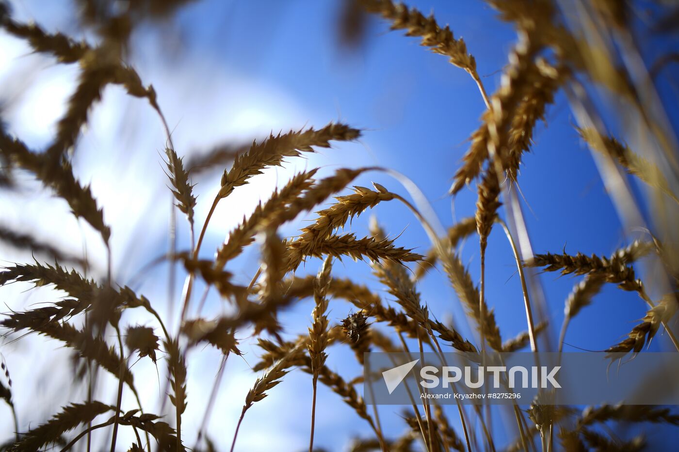 Russia Agriculture Harvesting