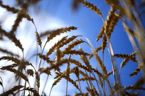 Russia Agriculture Harvesting