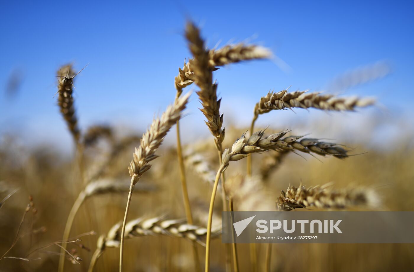 Russia Agriculture Harvesting