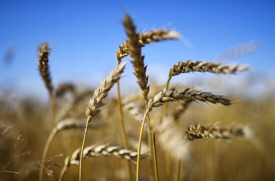 Russia Agriculture Harvesting