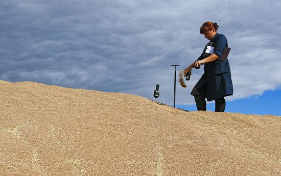 Russia Agriculture Harvesting