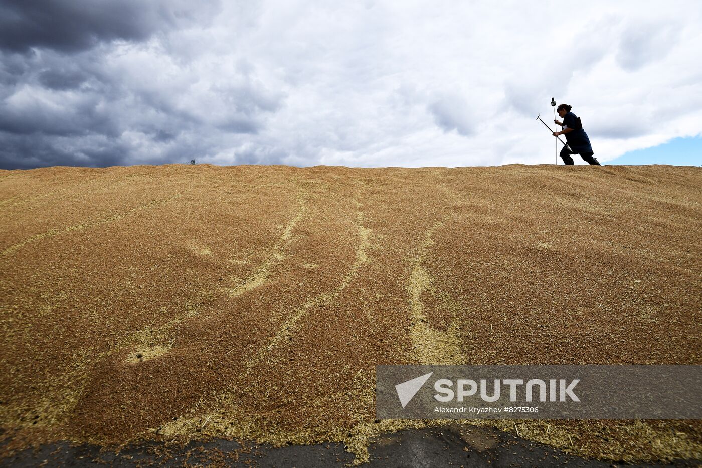 Russia Agriculture Harvesting