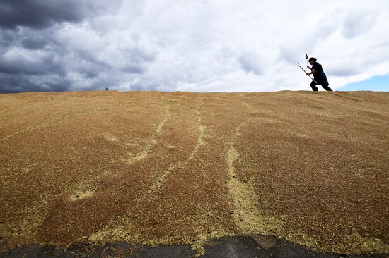 Russia Agriculture Harvesting