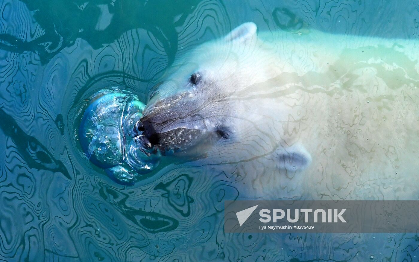 Russia Zoo Polar Bear