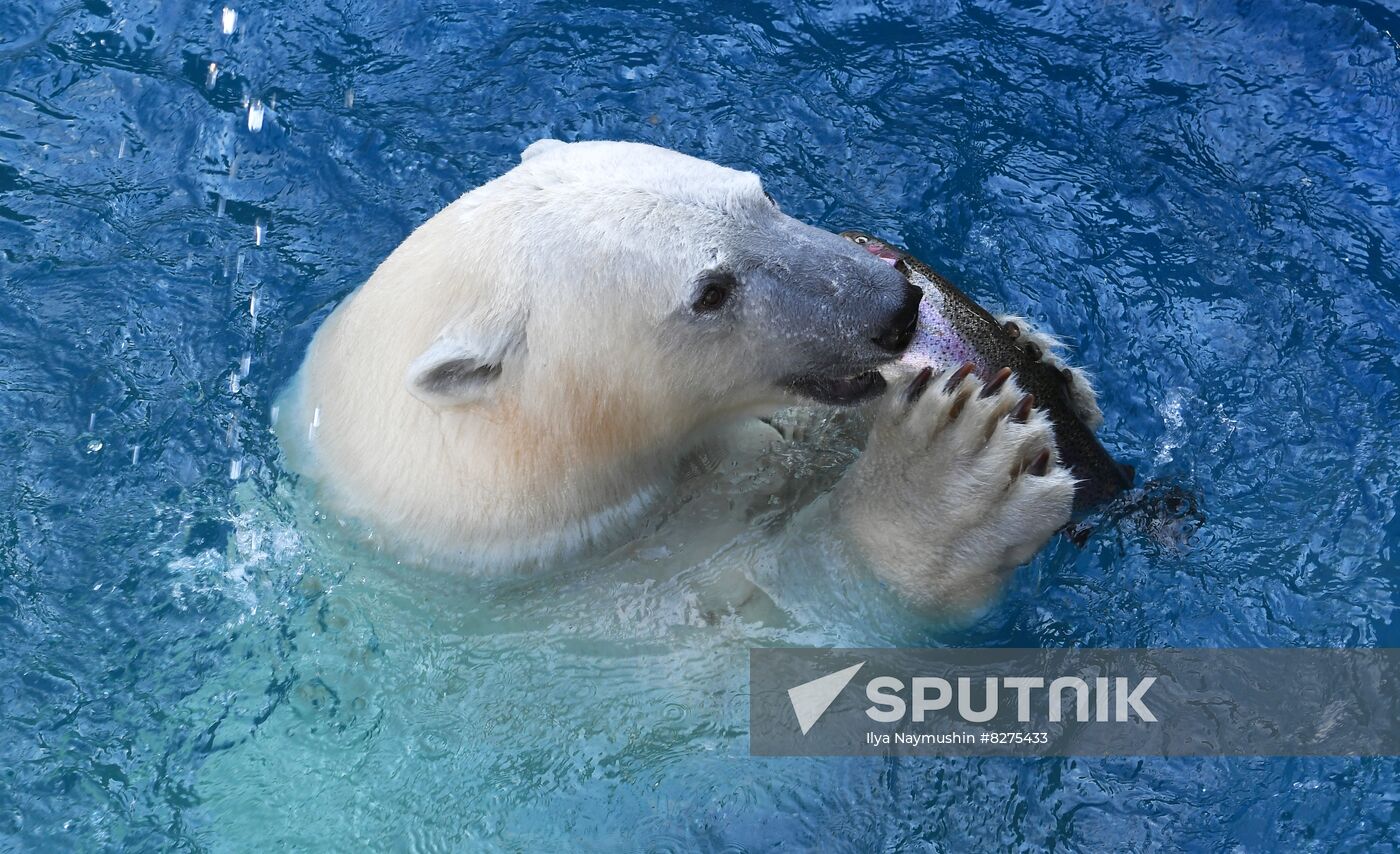 Russia Zoo Polar Bear